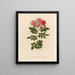 Rosa multiflora flore pleno - Gaetano Savi — framed artwork on a wall