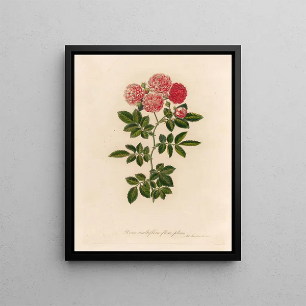 Rosa multiflora flore pleno - Gaetano Savi — framed artwork on a wall