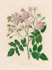 Rosa noisettiana painting - Gaetano Savi — artwork view
