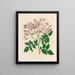 Rosa noisettiana painting - Gaetano Savi — framed artwork on a wall