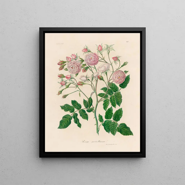 Rosa noisettiana painting - Gaetano Savi — framed artwork on a wall