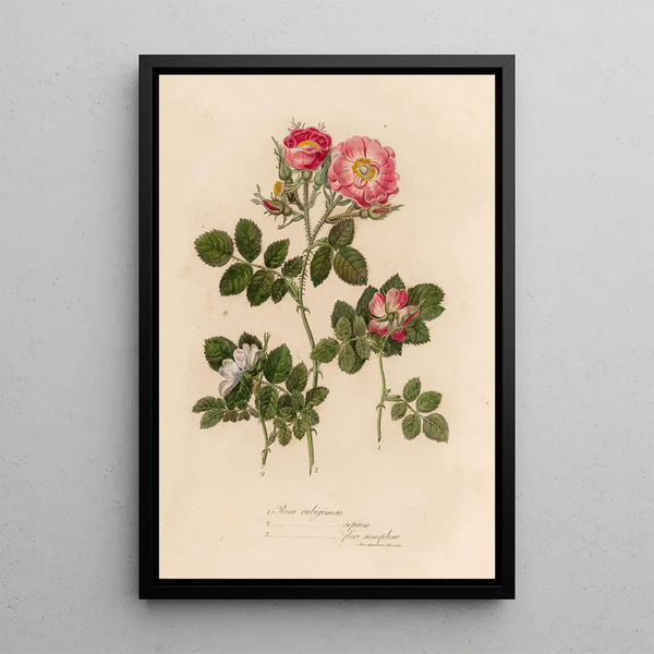 Rosa rubiginosa and 2 Rosa rubiginosa sepium and 3 Rosa rubiginosa flore semipleno - Gaetano Savi — framed artwork on a wall