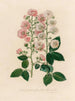 Bush in full white and red bloom - Gaetano Savi — artwork view