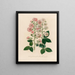 Bush in full white and red bloom - Gaetano Savi — framed artwork on a wall