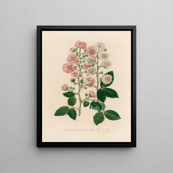 Bush in full white and red bloom - Gaetano Savi — framed artwork on a wall