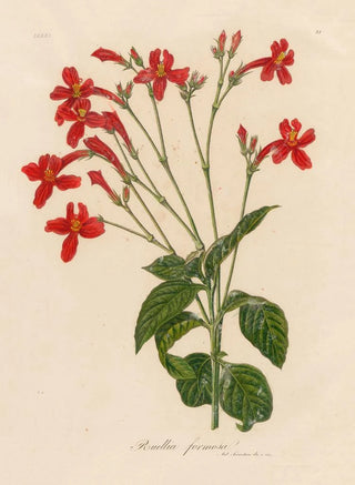 Gaetano Savi - Ruellia formosa.webp
