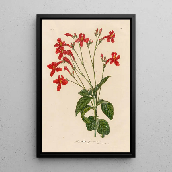 Ruellia formosa - Gaetano Savi — framed artwork on a wall