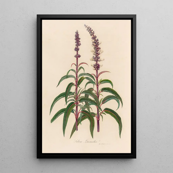 Salvia leucantha - Gaetano Savi — framed artwork on a wall