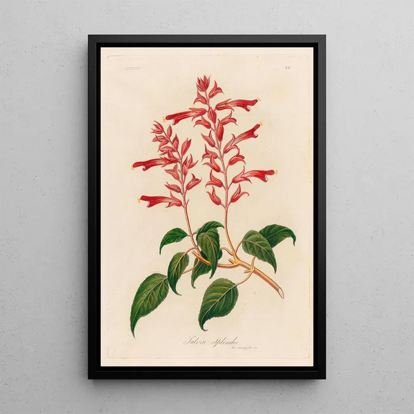 Salvia splendens - Gaetano Savi — framed artwork on a wall