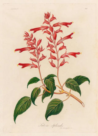 Gaetano Savi - Salvia Splendes.webp