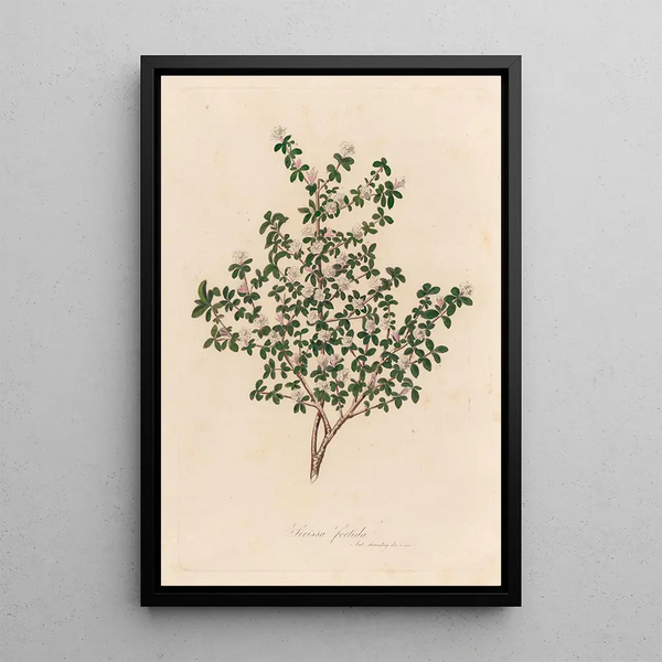 Serissa foetida - Gaetano Savi — framed artwork on a wall