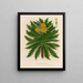 Sonchus torulosus - Gaetano Savi — framed artwork on a wall