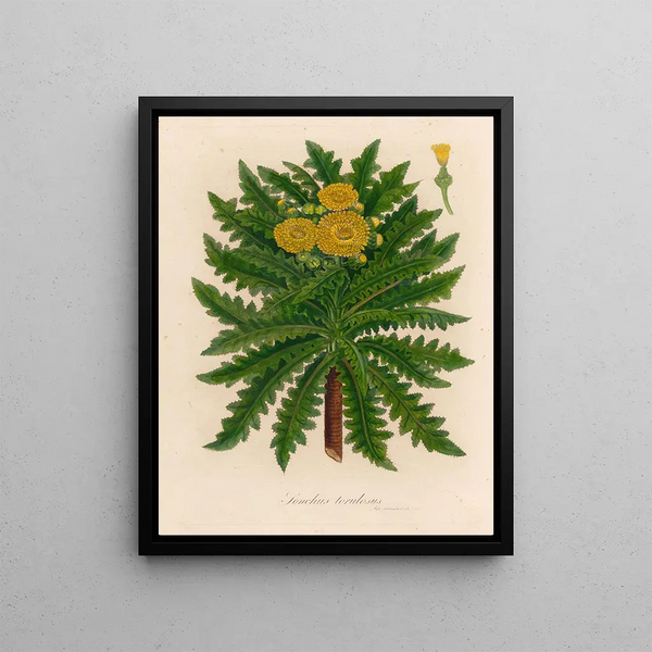 Sonchus torulosus - Gaetano Savi — framed artwork on a wall