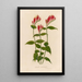 Spigelia marilandica - Gaetano Savi — framed artwork on a wall