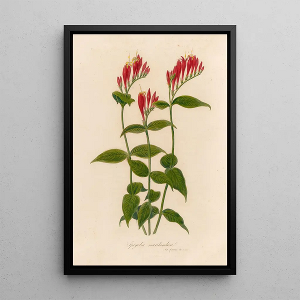Spigelia marilandica - Gaetano Savi — framed artwork on a wall