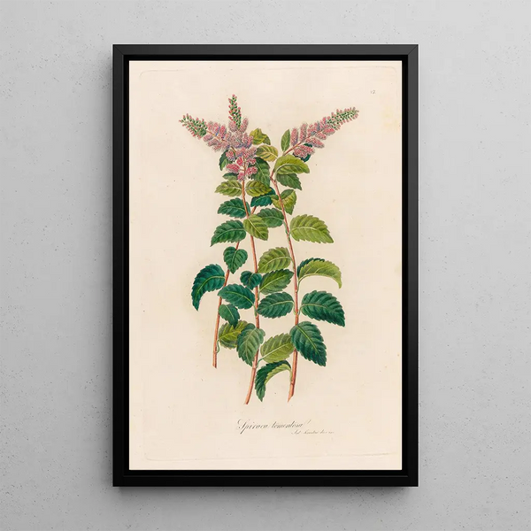 Spirée tomenteuse - Gaetano Savi — framed artwork on a wall