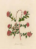 Spiraea bella - Gaetano Savi — artwork view