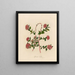 Spiraea bella - Gaetano Savi — framed artwork on a wall
