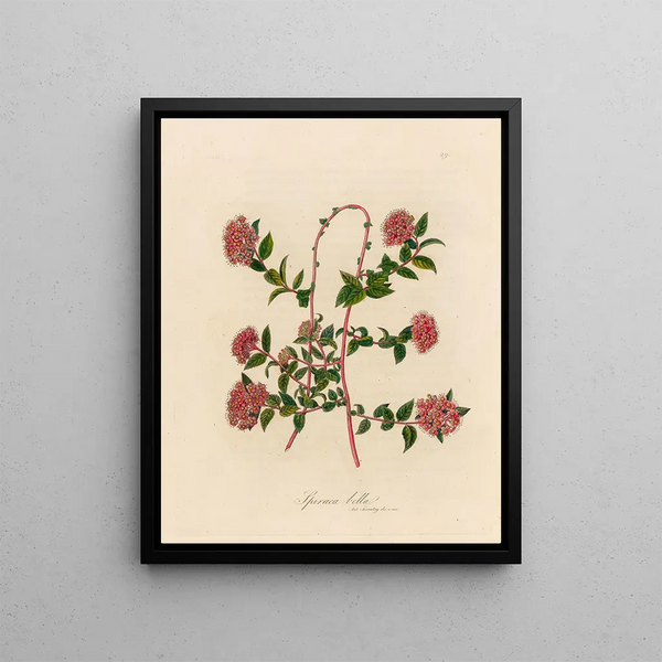 Spiraea bella - Gaetano Savi — framed artwork on a wall