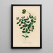 Symphoria racemosa - Gaetano Savi — framed artwork on a wall