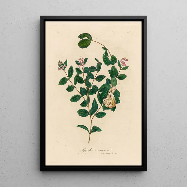Symphoria racemosa - Gaetano Savi — framed artwork on a wall