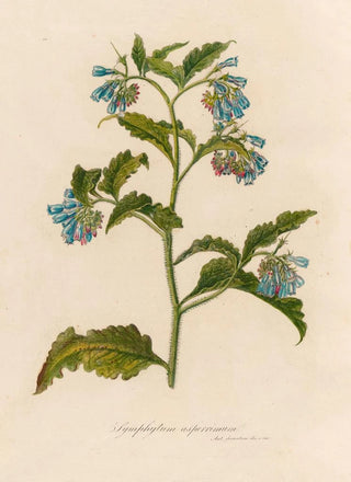Gaetano Savi - Symphytum asperrimum.webp