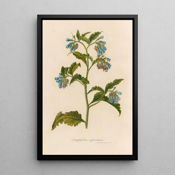 Symphytum asperrimum - Gaetano Savi — framed artwork on a wall
