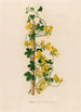 Tropaeolum peregrinum - Gaetano Savi — artwork view