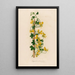Tropaeolum peregrinum - Gaetano Savi — framed artwork on a wall