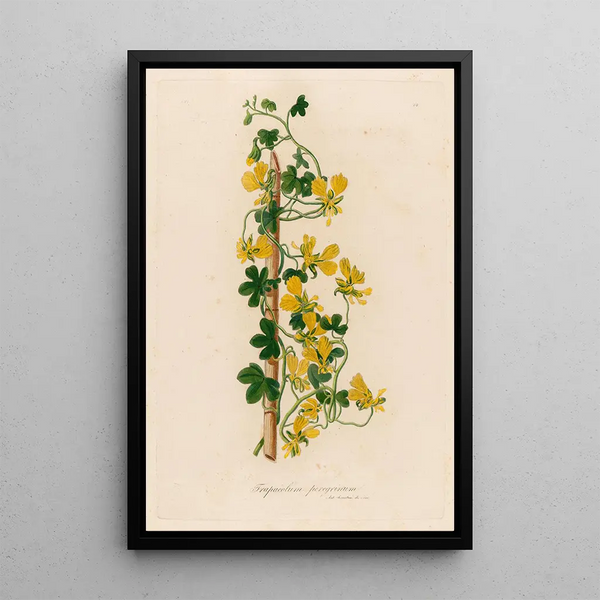 Tropaeolum peregrinum - Gaetano Savi — framed artwork on a wall