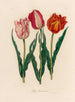 Tulip gesneriana - Gaetano Savi — artwork view