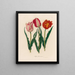 Tulip gesneriana - Gaetano Savi — framed artwork on a wall