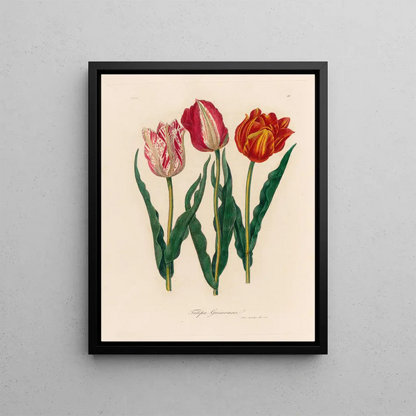 Tulip gesneriana - Gaetano Savi — framed artwork on a wall
