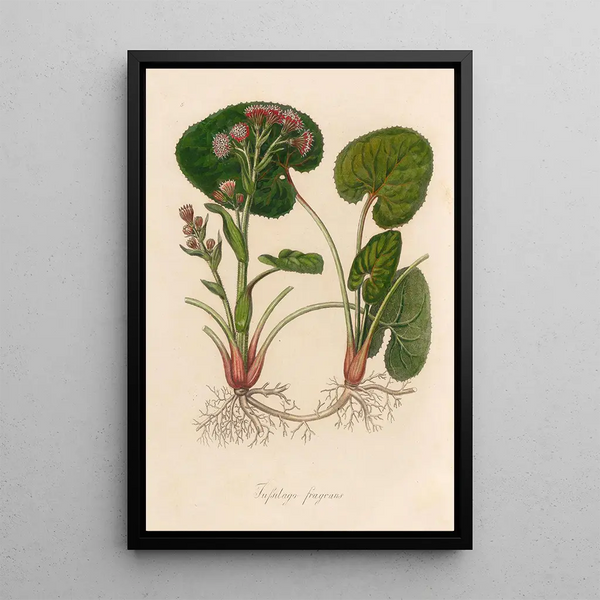 Tussilage odorant - Gaetano Savi — framed artwork on a wall
