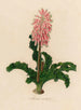 Veltheimia viridifolia - Gaetano Savi — artwork view