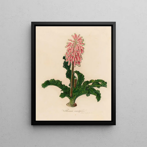 Veltheimia viridifolia - Gaetano Savi — framed artwork on a wall