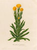 Xeranthemum glabrum - Gaetano Savi — artwork view