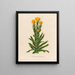 Xeranthemum glabrum - Gaetano Savi — framed artwork on a wall