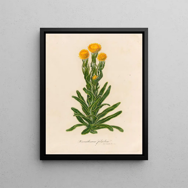 Xeranthemum glabrum - Gaetano Savi — framed artwork on a wall