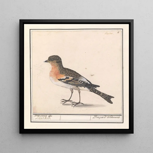 Gardez Fringilla montifringilla - Anselmus Botius de Boodt — framed artwork on a wall