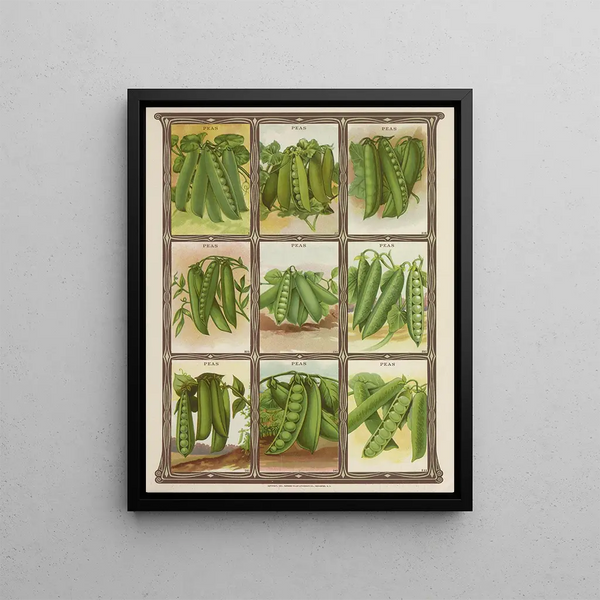 Petits pois - Genesee Valley Lithograph & Co.. — framed artwork on a wall