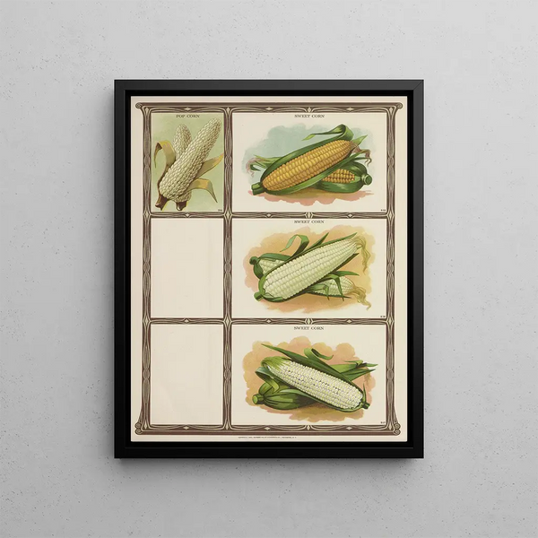 Pop Corn Maïs sucré - Genesee Valley Lithograph & Co.. — framed artwork on a wall