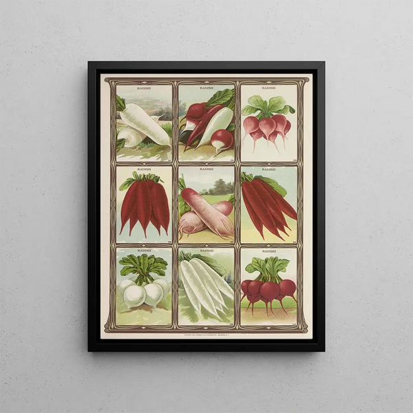 Radis - Genesee Valley Lithograph & Co.. — framed artwork on a wall