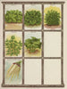 Spinach Salsify Oyster Plant - Genesee Valley Lithograph & Co.. — artwork view
