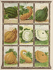 Squash - Genesee Valley Lithograph & Co.. — artwork view