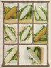 Sweet Corn - Genesee Valley Lithograph & Co.. — artwork view