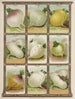 Navet - Genesee Valley Lithograph & Co.. — artwork view