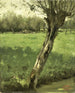 The Willow - Geo. Poggenbeek — artwork view