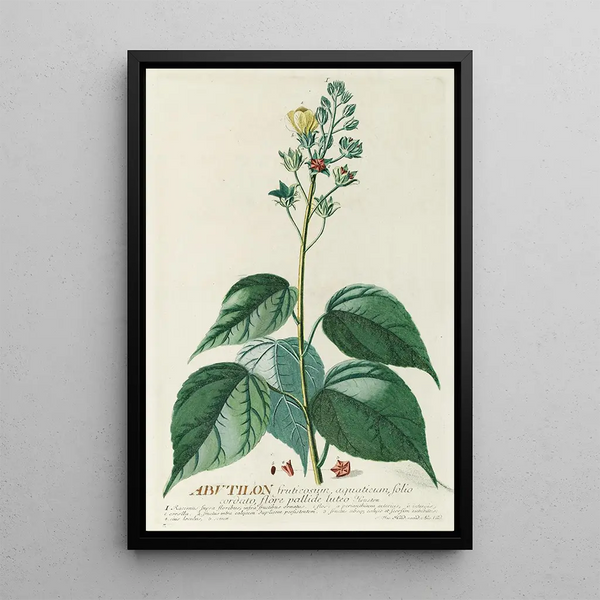 Abutilon - Georg Dionysius Ehret — framed artwork on a wall