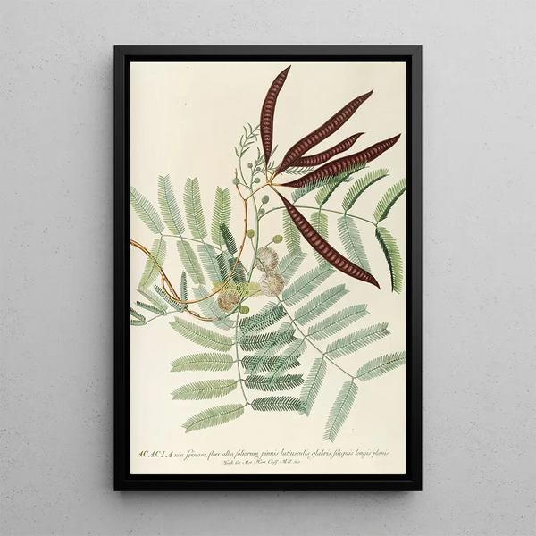 Acacia - Georg Dionysius Ehret — framed artwork on a wall